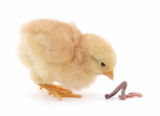 Baby chicken.