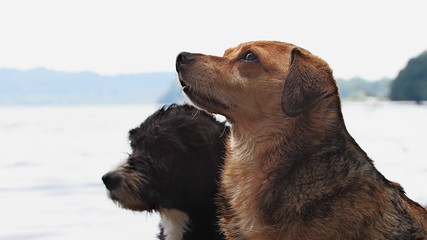 wet dogs