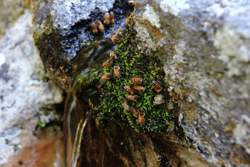 thirsty bees