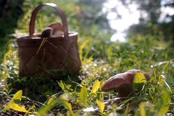 collect porcini mushrooms in nature