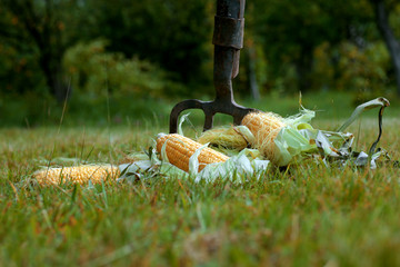 corn cob hat nature © alexkich