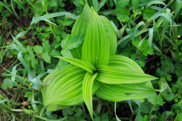 Obraz premium Charmed triangle plant