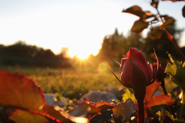 wild rose at sunset