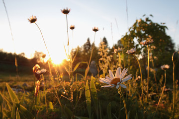 wildflowers at sunset