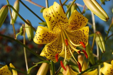 Yellow Lily on blue sky background. Желтая лилия на фоне голубого неба.