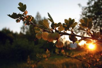 Berries on the prickly bushes