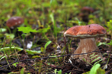 collect porcini mushrooms in nature