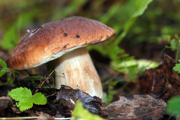collect porcini mushrooms in nature