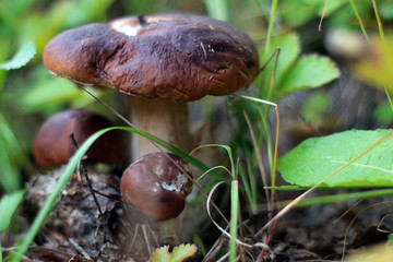 collect porcini mushrooms in nature