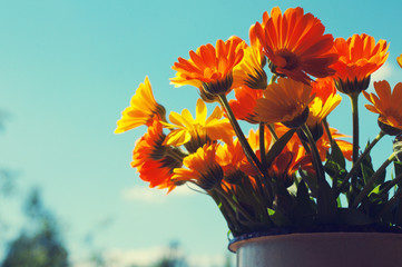 Yellow summer flowers against the sky. Bouquet from a marigold. Calendula flowers. Festive bouquet in vintage style - obrazy, fototapety, plakaty