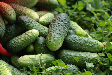 fresh crop of cucumbers