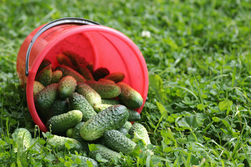 fresh crop of cucumbers