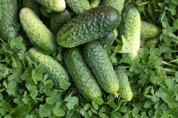 fresh crop of cucumbers