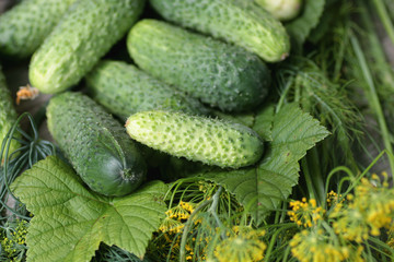 fresh crop of cucumbers
