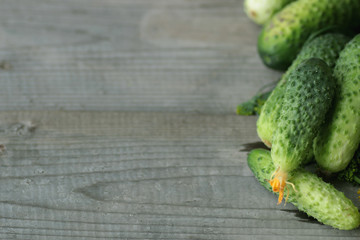 fresh crop of cucumbers