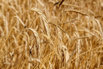 Espigas de Centeno. Secale cereale.
