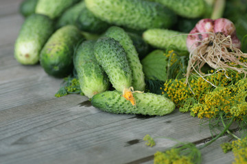 fresh crop of cucumbers