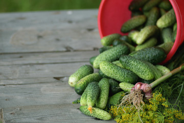 fresh crop of cucumbers