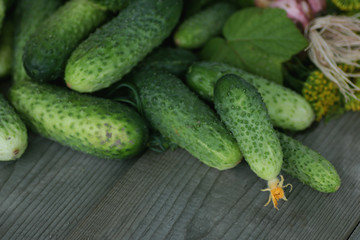 fresh crop of cucumbers
