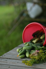 fresh crop of cucumbers