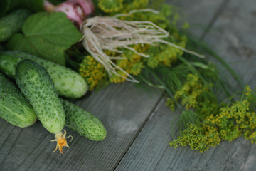 fresh crop of cucumbers