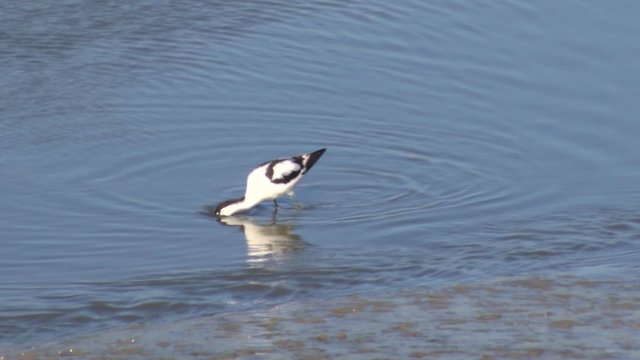 Weltnaturerbe Wattenmeer:S&auml;belschn&auml;bler