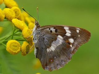 Бабочка на цветке пижмы
