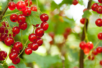 Red currants in the garden