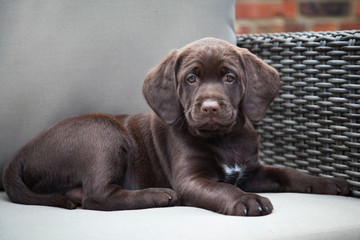 Young labrador retriever puppy