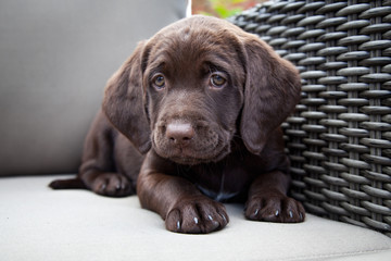 Young labrador retriever puppy