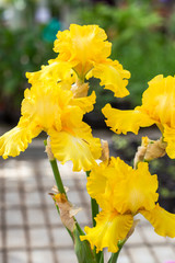 Iris flowers