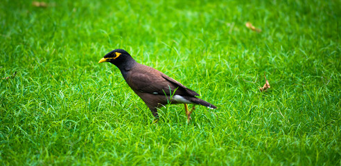 Myna in the field looking for worms