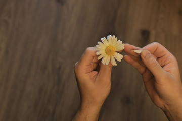 guesses on camomile for love