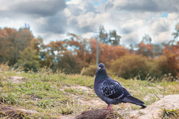 dove on the lawn