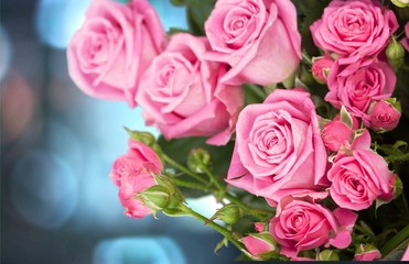 Obraz na płótnie Canvas Rose, Flower, Valentine's Day.