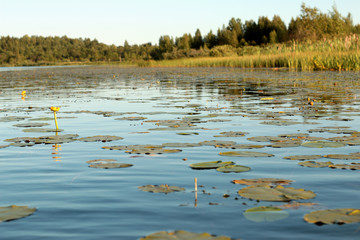 grass and water lilies in the water