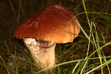 boletus edulis