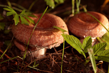 Mushroom for pickles