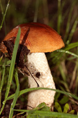 boletus edulis