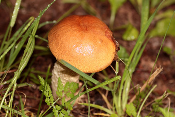 boletus edulis