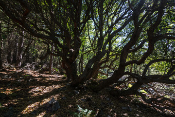 Madroño a contraluz. Arbutus unedo.
