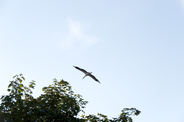 Storch