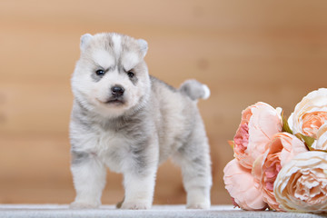 puppy of siberian husky