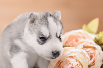 Fototapeta premium puppy of siberian husky