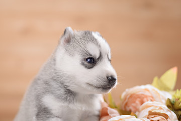 Fototapeta premium puppy of siberian husky