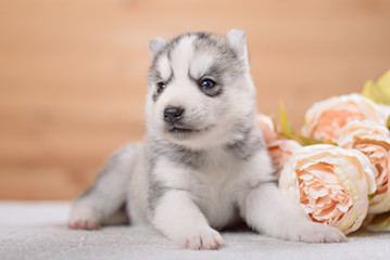 Fototapeta premium puppy of siberian husky