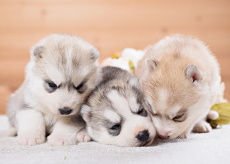 three siberian husky puppies on a gold background