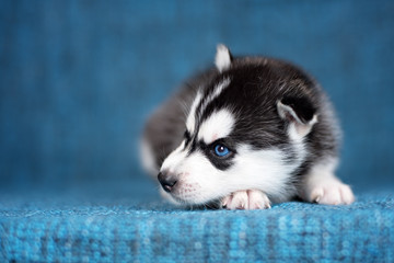 A beautiful Husky puppy with pretty blue eyes on a blue background.