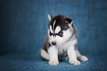 Fototapeta premium A beautiful Husky puppy with pretty blue eyes on a blue background.