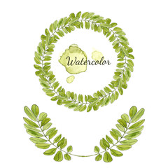 Watercolor acacia leaves decoration. Round frame isolated. Hand drawn vector wreath.